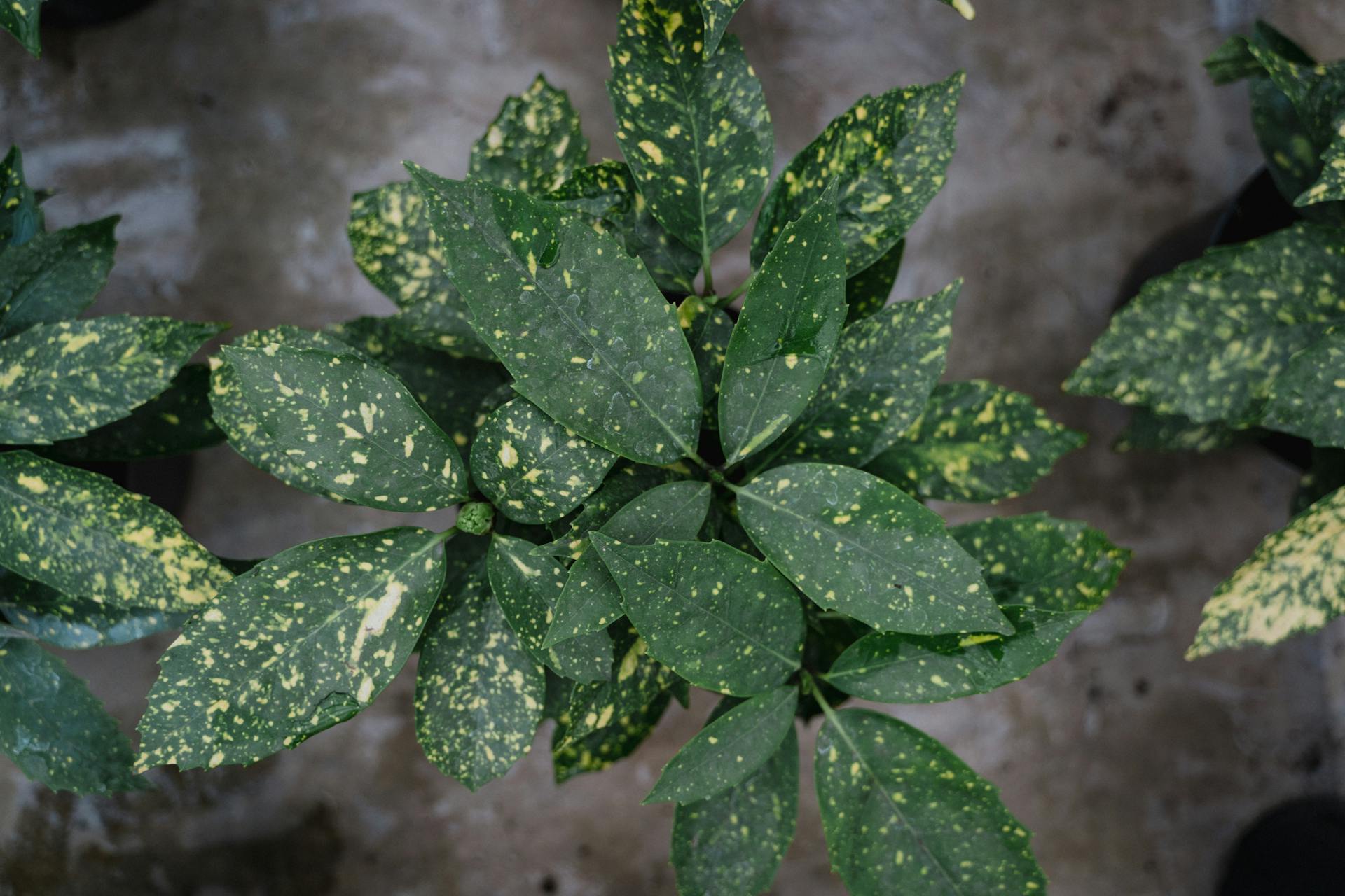 Green Plants with Variation on Leaves