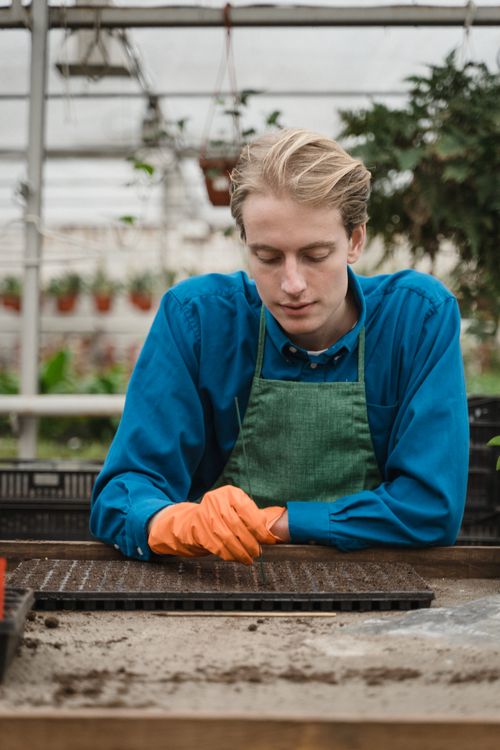 Free A horticulturist in a greenhouse tending to seedlings, showcasing plant care and cultivation. Stock Photo
