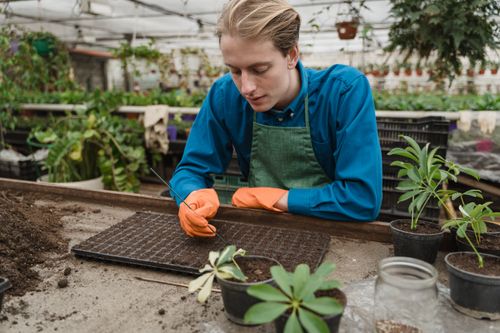Free A horticulturist at work in a greenhouse, preparing soil for planting. Stock Photo
