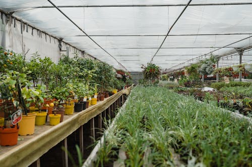Free Green Plants on a Greenhouse Stock Photo