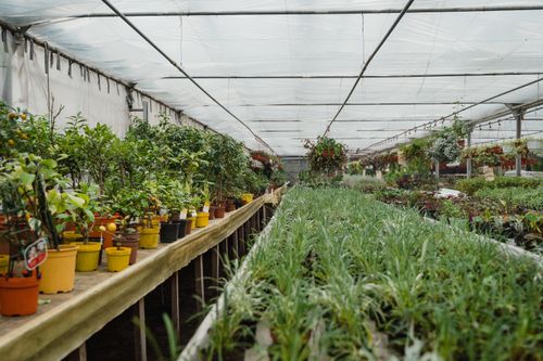 Free A vibrant greenhouse filled with diverse potted plants and greenery organized in rows. Stock Photo