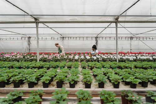Free Two horticulturists check and maintain plants in a greenhouse, showcasing teamwork and plant care. Stock Photo
