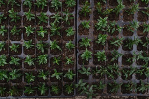 Free Top view of vibrant green seedlings arranged in nursery trays, ready for planting. Stock Photo