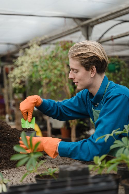 Free A young gardener planting seedlings in a greenhouse, showcasing eco-friendly horticulture practices. Stock Photo