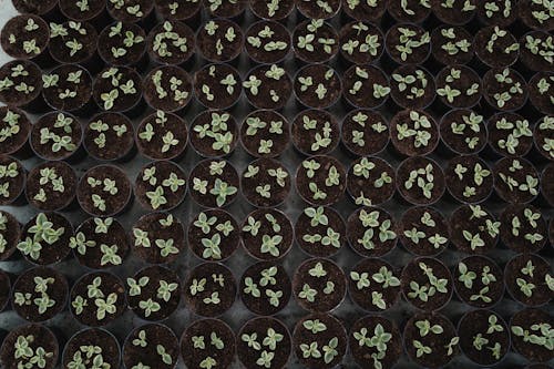 Potted Baby Plants 