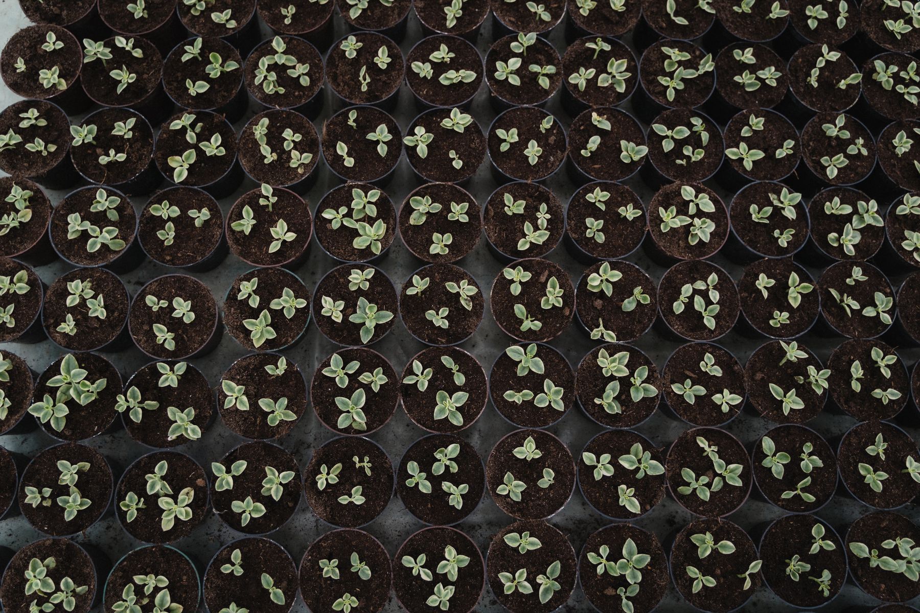 Young plants growing in individual pots
