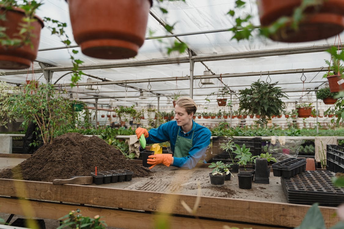 Man doing Gardening inside Glasshosue 