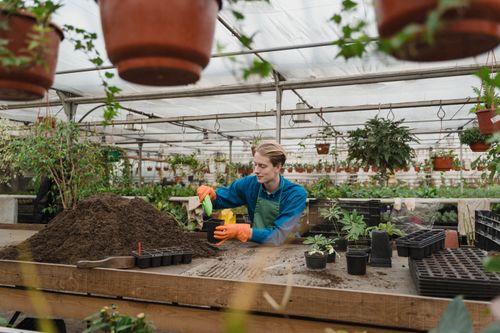 Free A gardener working in a greenhouse, potting plants and preparing soil. Stock Photo
