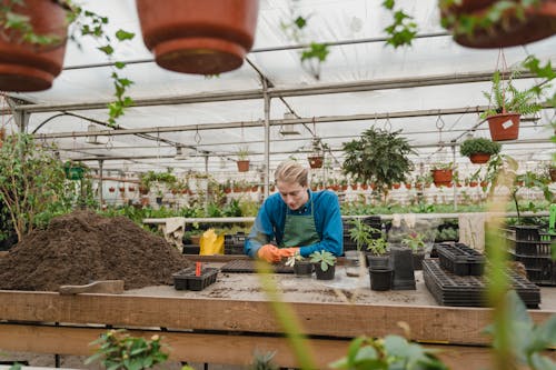 Man doing Gardening inside Glasshosue 