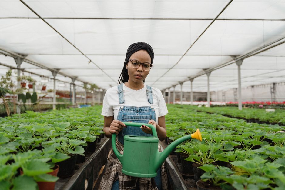 Lessons from My Failed Vegetable Garden in Lagos