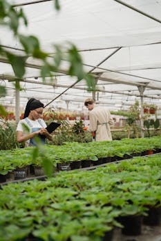 Two workers cultivating plants in a commercial greenhouse with rows of greenery.