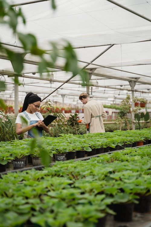 Free Two workers cultivating plants in a commercial greenhouse with rows of greenery. Stock Photo