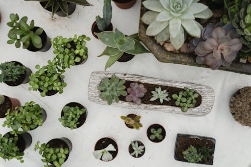 Various Types of Succulent Plants 