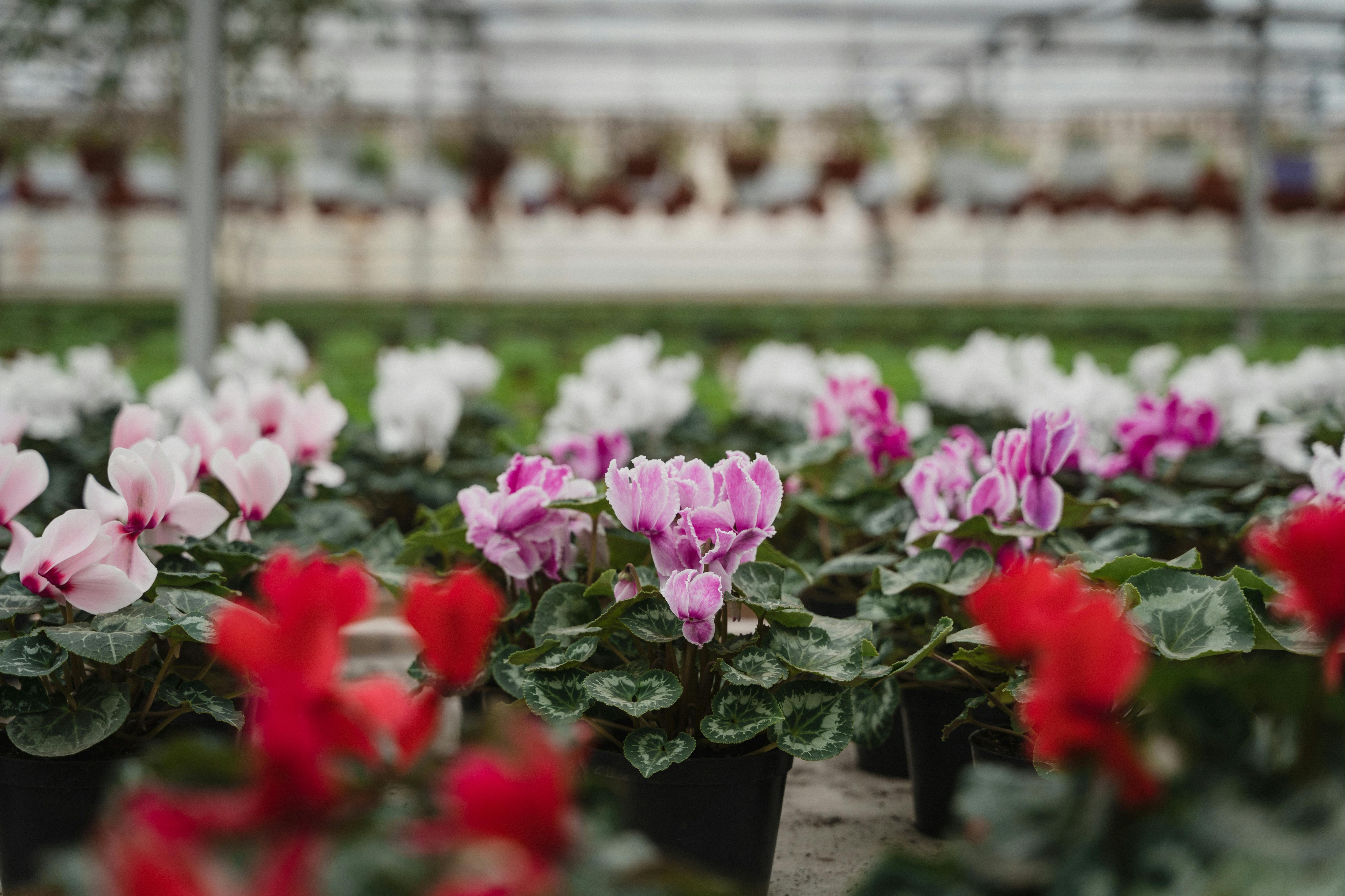 Les meilleures périodes pour bouturer sans stresser vos plantes