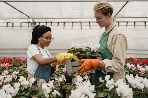 Two People carrying Flowering Plants 