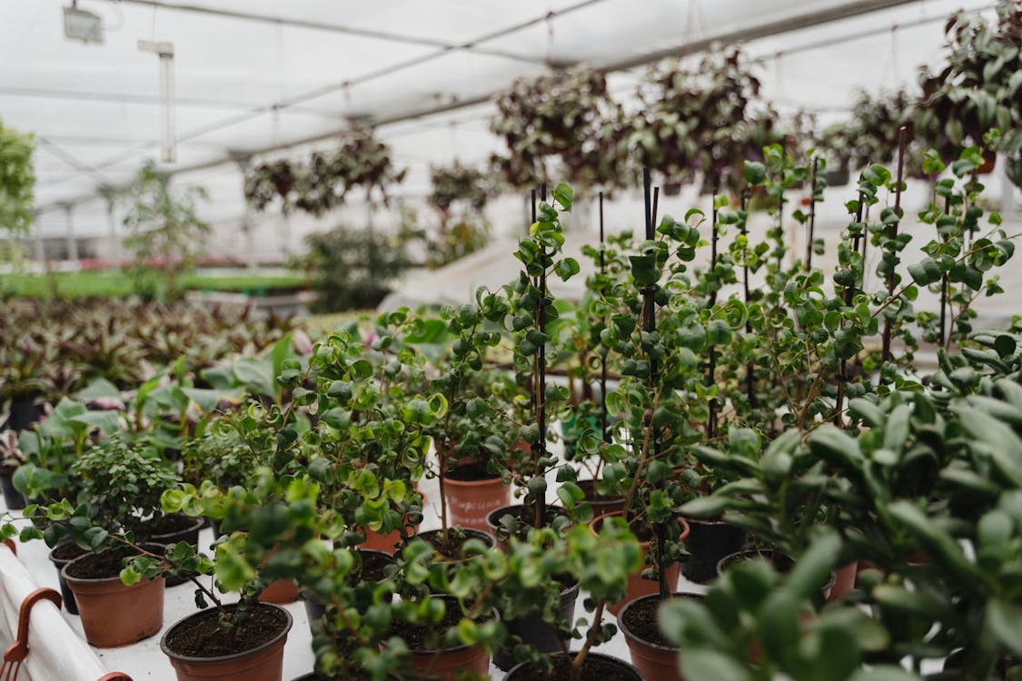 Free Variety Of Plotted Plants In A Greenhouse Stock Photo