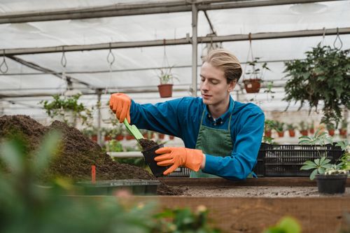 Free Person in greenhouse potting plants wearing gloves and apron, engaging in spring gardening. Stock Photo