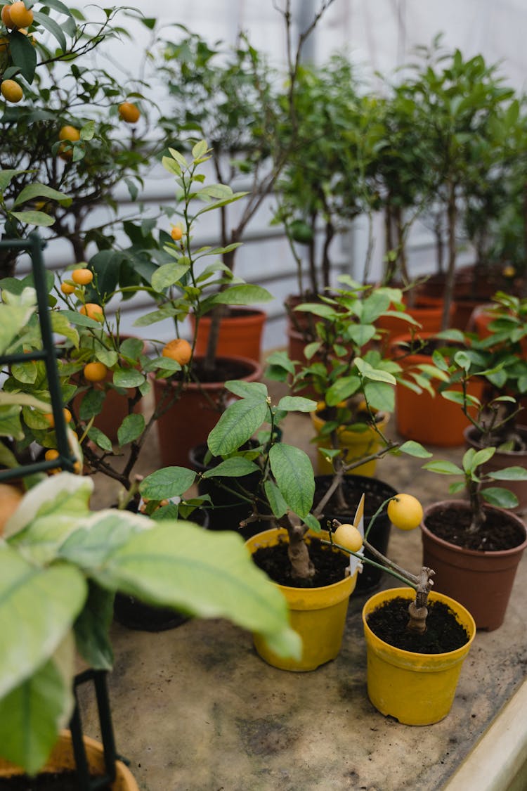 Potted Trees With Yellow Fruits