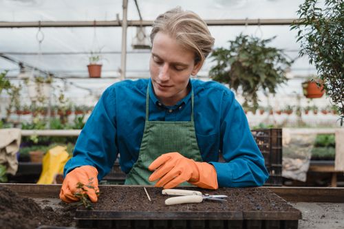 Free A man in a greenhouse carefully planting seedlings, fostering organic growth. Stock Photo