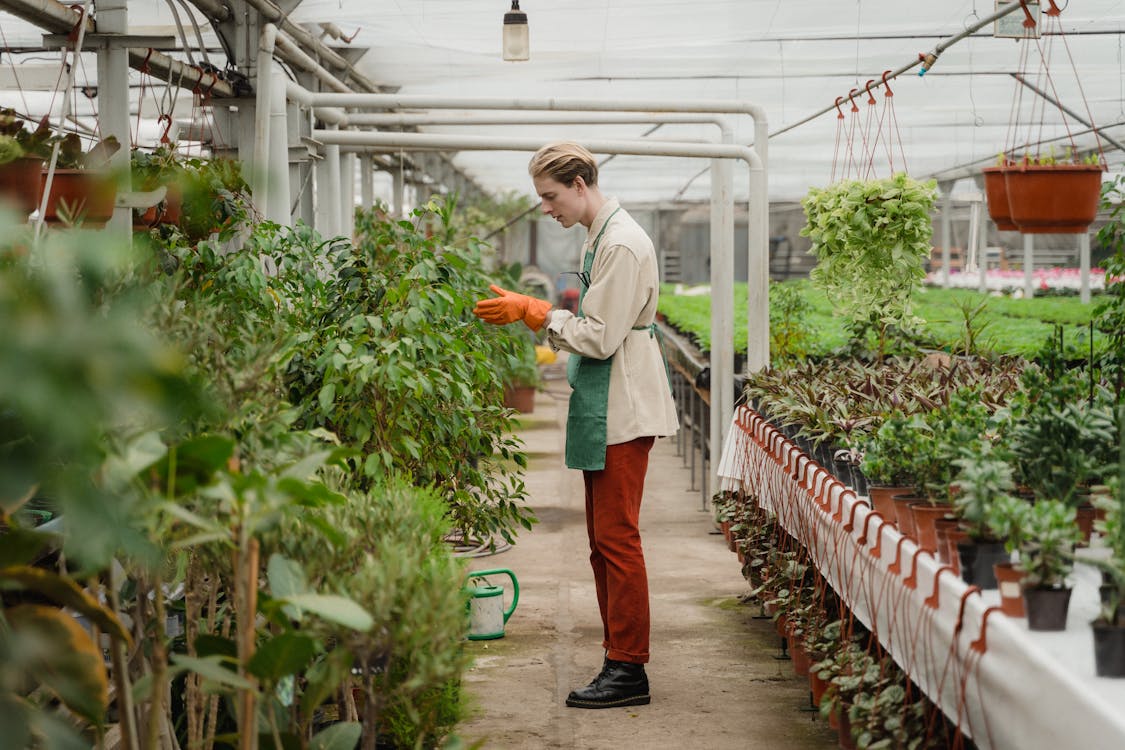 Free Man Checking on His Plants Stock Photo