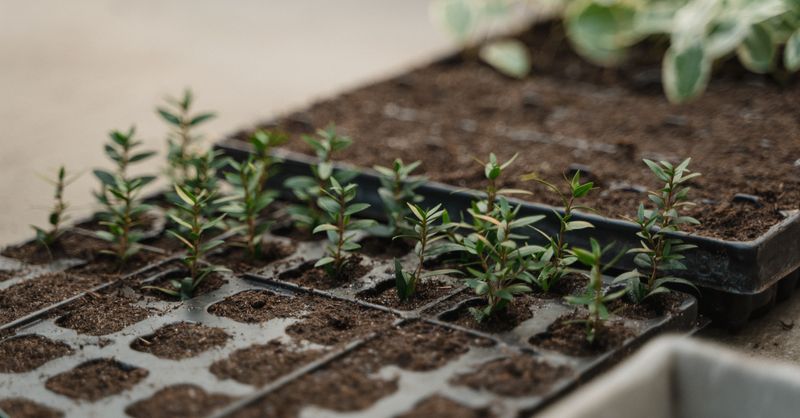Bouture Romarin : Astuces Jardinage 2026