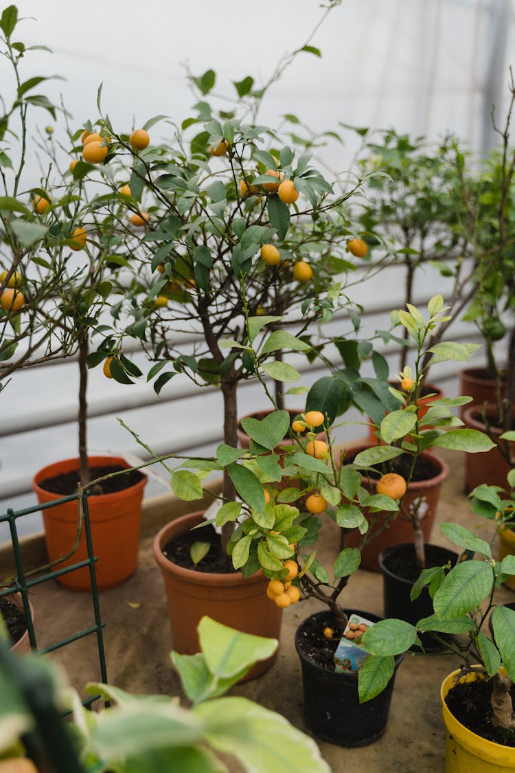 Potted Trees With Yellow Fruits