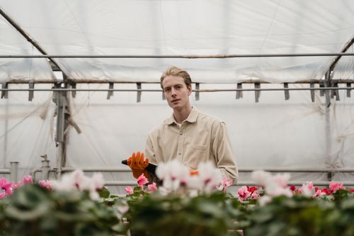 Free Young gardener working in a greenhouse surrounded by vibrant flowers. Stock Photo
