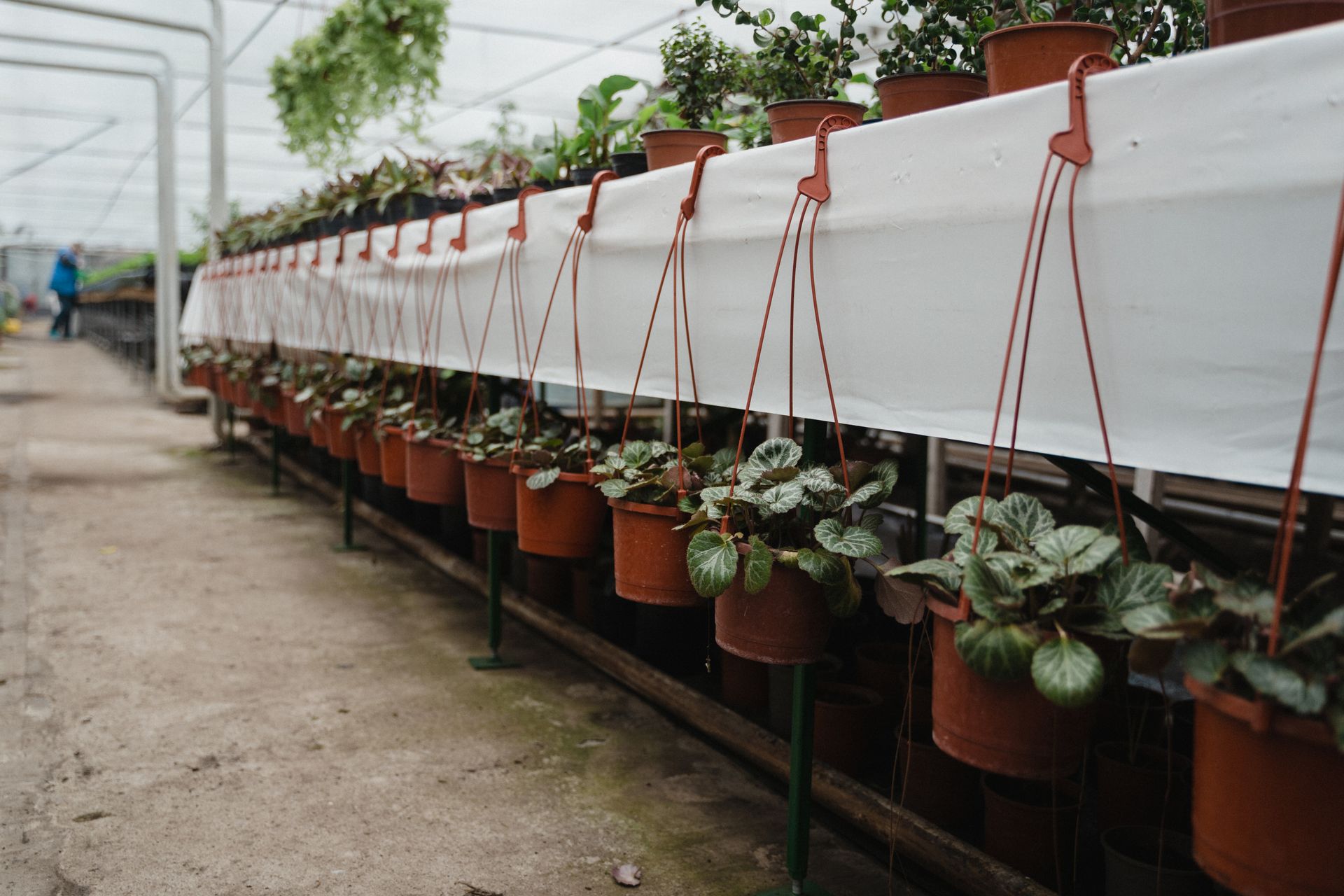 An indoor greenhouse showcasing rows of hanging potted plants and greenery.