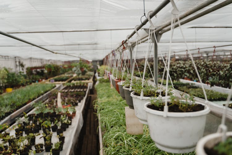 Hanging Potted Plants