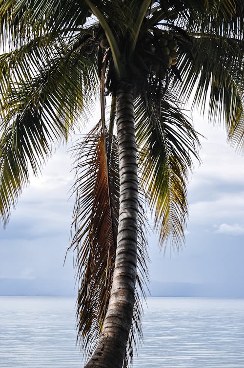 Gratis lagerfoto af kokosblade, kokostræ, lodret skud