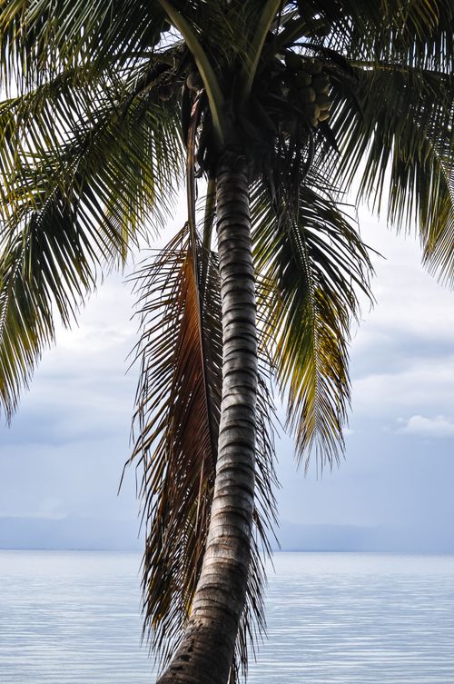 Free Scenic view of a coconut tree on a tranquil beach, ideal for tropical themes. Stock Photo
