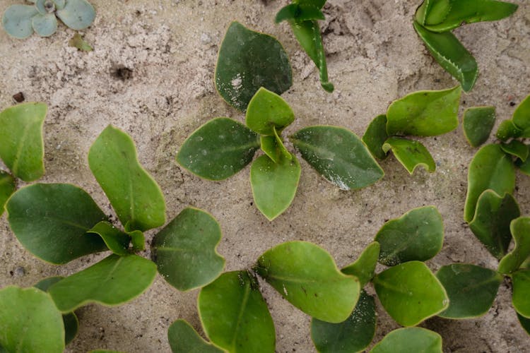 Green Plants On Sand