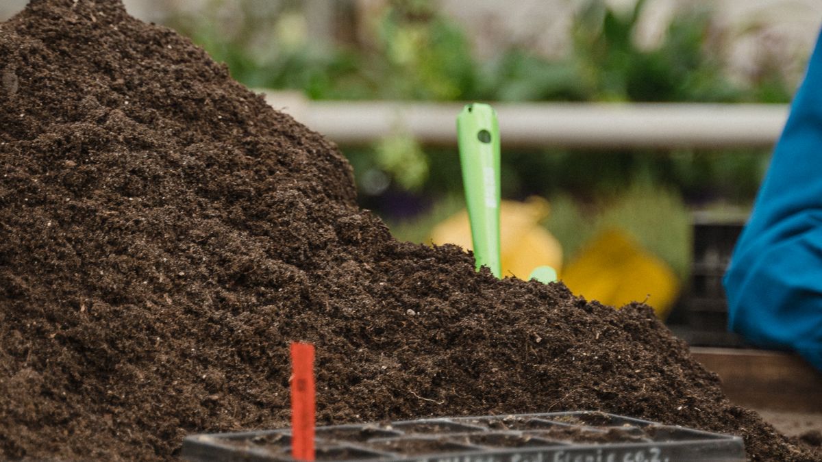 Réussir ses semis de légumes dautomne en juillet