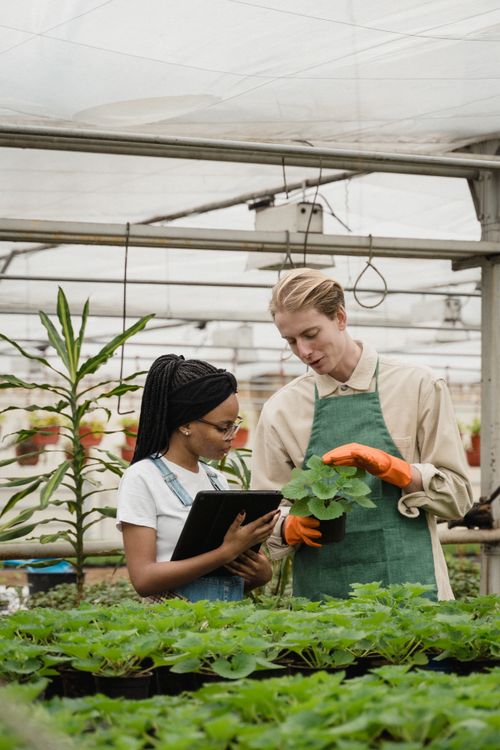 Free Two horticulturists engage in plant care inside a lush greenhouse. Stock Photo