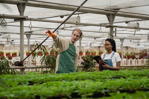 Free Two horticulturists engage in plant care within a lush and thriving greenhouse. Stock Photo