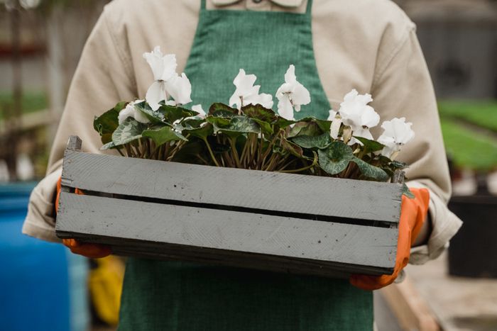 Gardening plants and tools