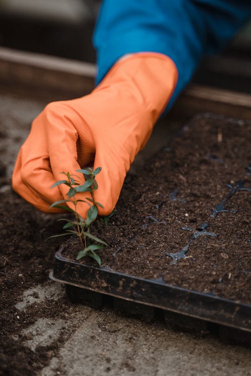 Person Planting Seedlings