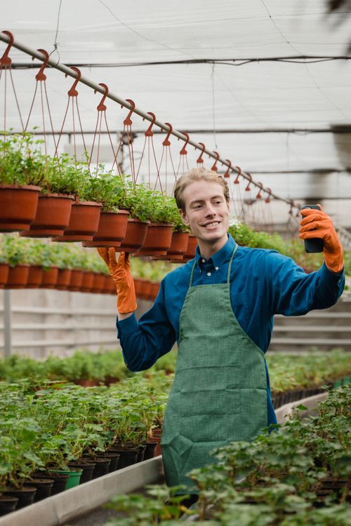 Free Smiling gardener in a greenhouse holding a cellphone and taking a selfie with hanging potted plants. Stock Photo