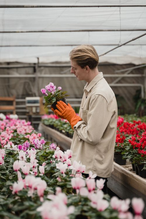 Free Man wearing gloves inspecting vibrant flowers inside a greenhouse. Stock Photo
