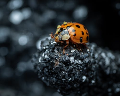 Free Orange and Black Beetle on a Rock Stock Photo