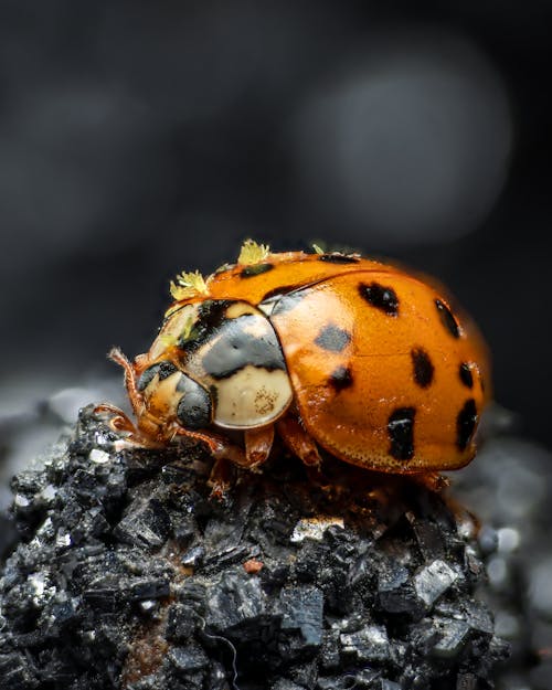 Kostenloses Stock Foto zu insekt, insektenfotografie, käfer