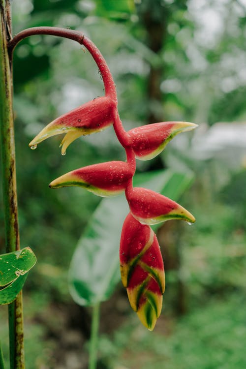 Branch of exotic red palulu plant growing in tropical garden