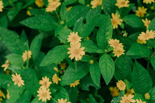 Blooming yellow flowers growing in green foliage