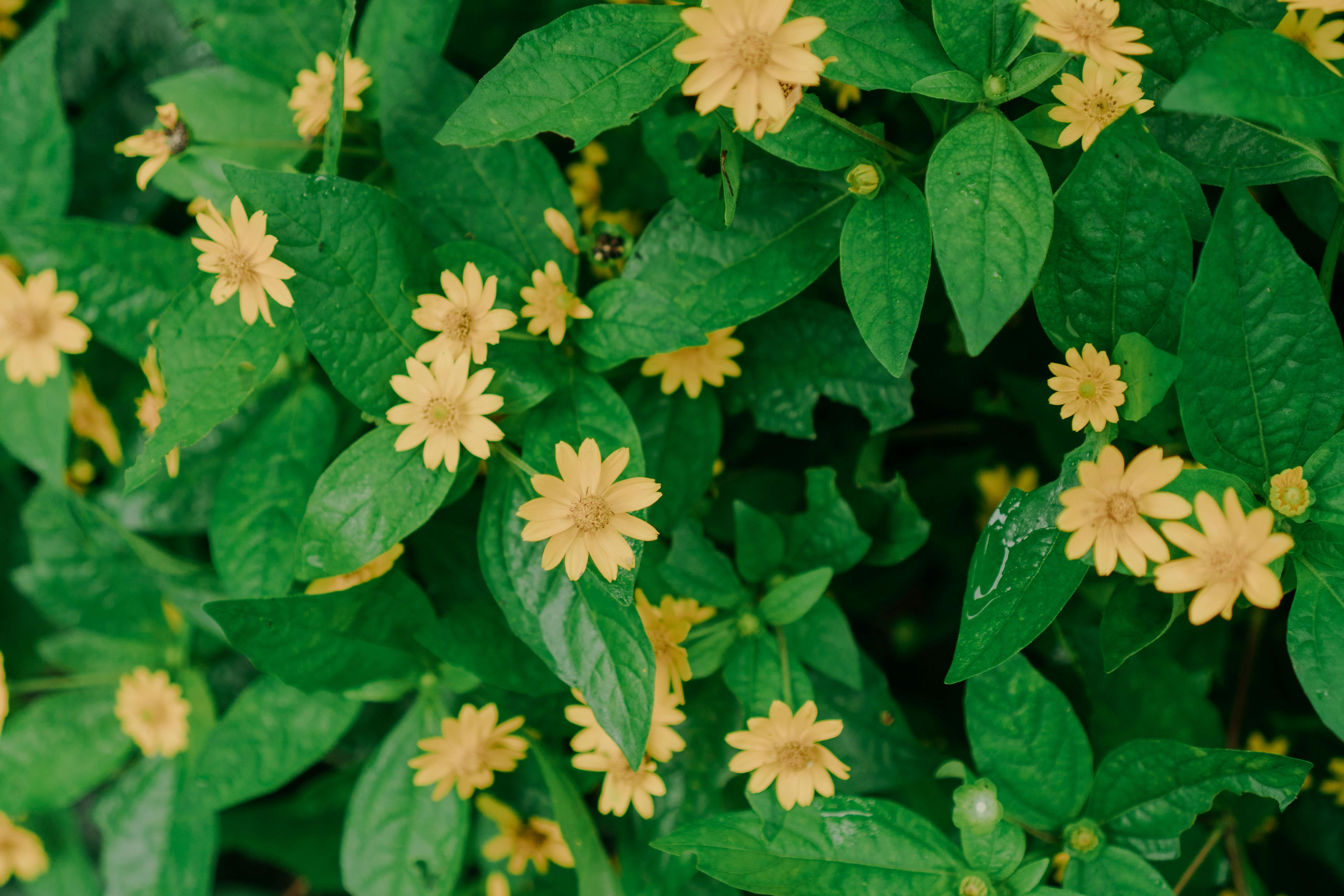 Smiling woman shaping blooming roses in garden · Free Stock Photo