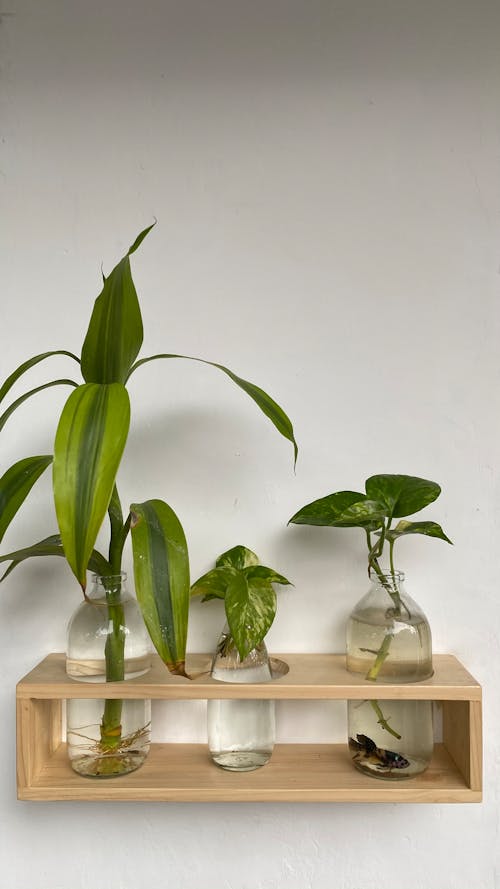 Shelf with seedling in glass vases