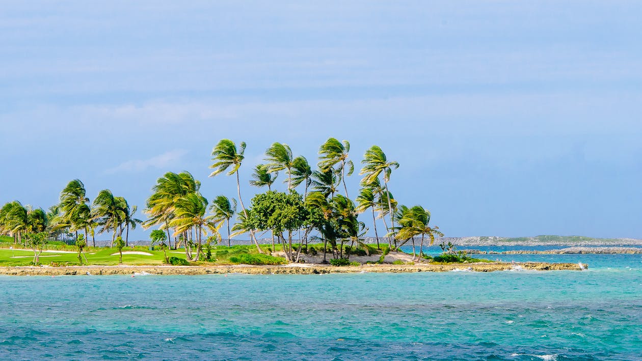 Green Coconut Trees on Beach