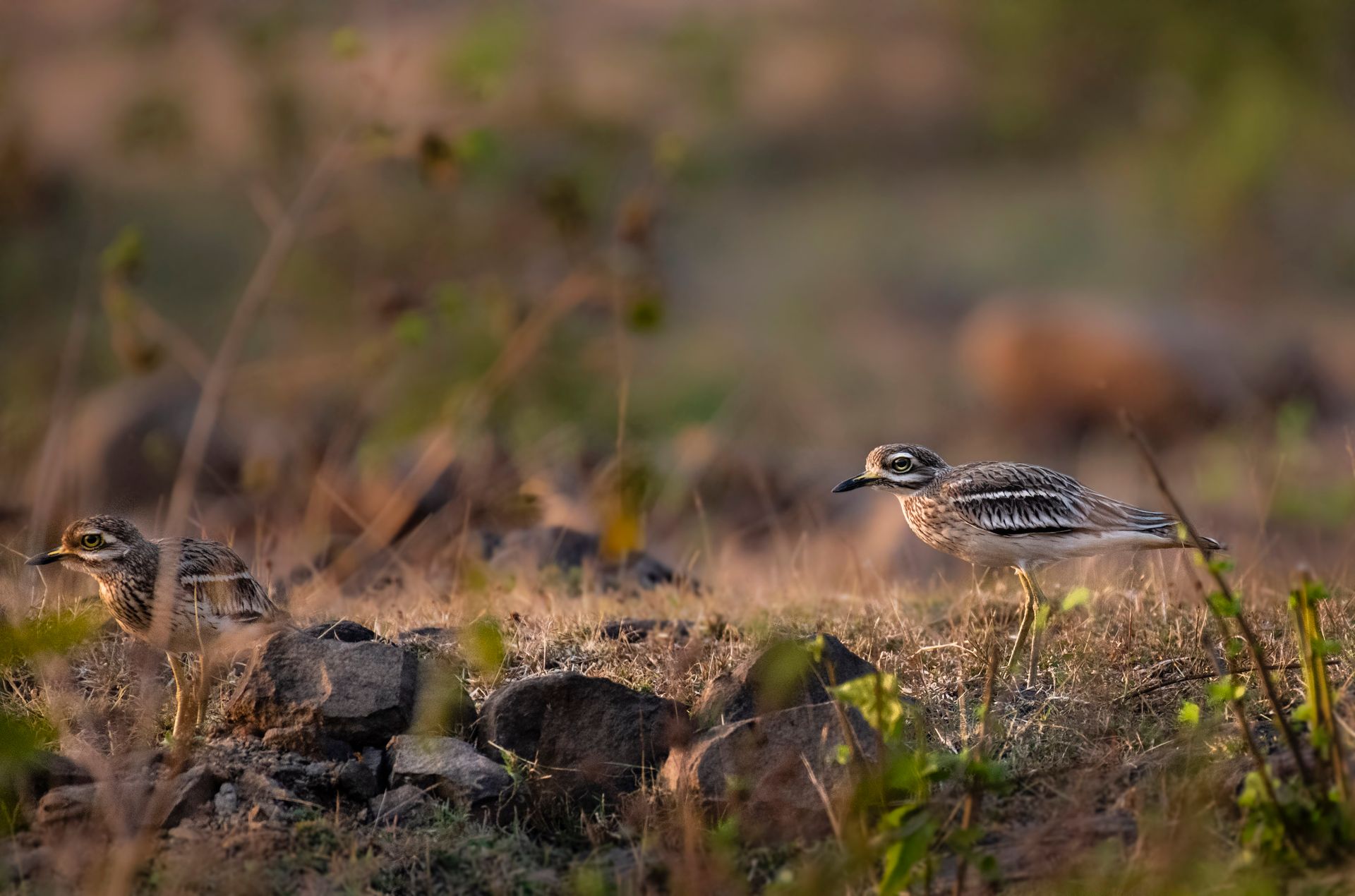 Side view of stone curlews carnivorous bird walking on grassy meadow in natural habitat