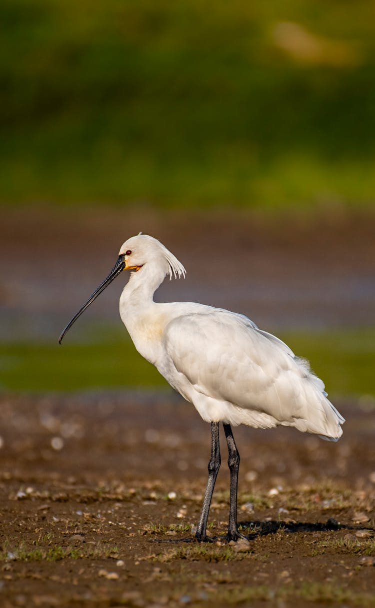 White Feathered Common Spoonbill In Marsh