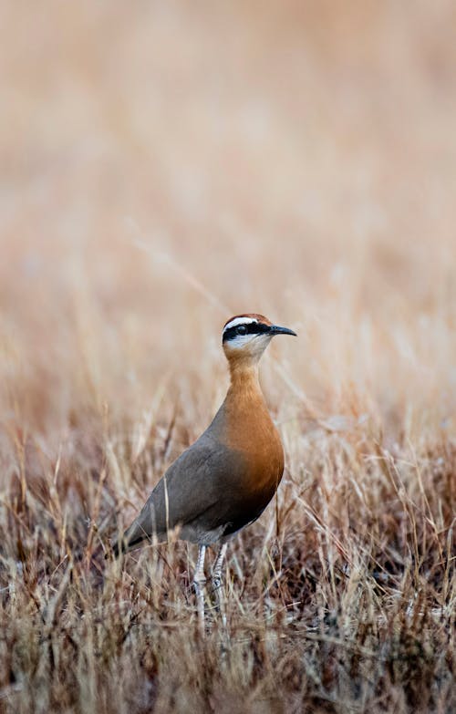 Side view of endangered species of animal sociable lapwing suffering from rapid population decline standing on dry grass