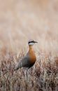 Side view of endangered species of animal sociable lapwing suffering from rapid population decline standing on dry grass